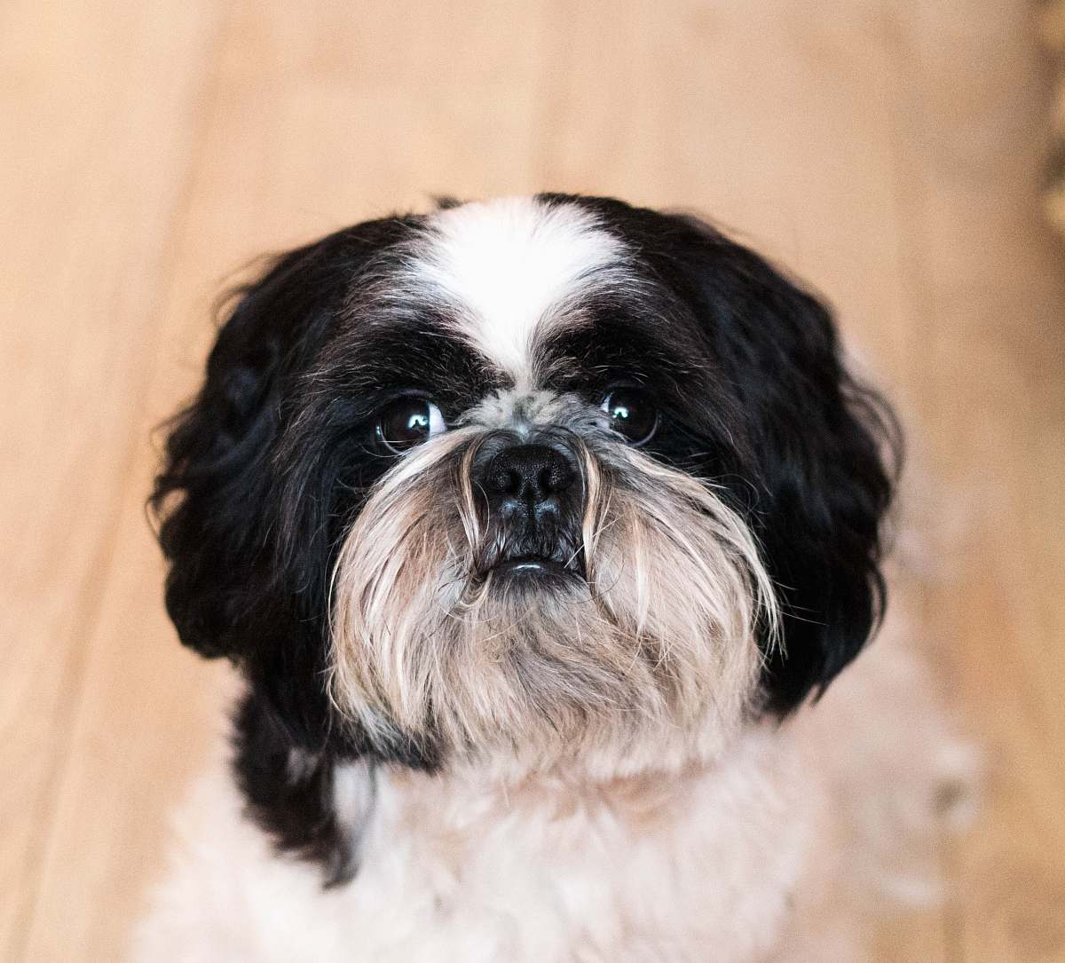 dog long-coated white and black dog animal