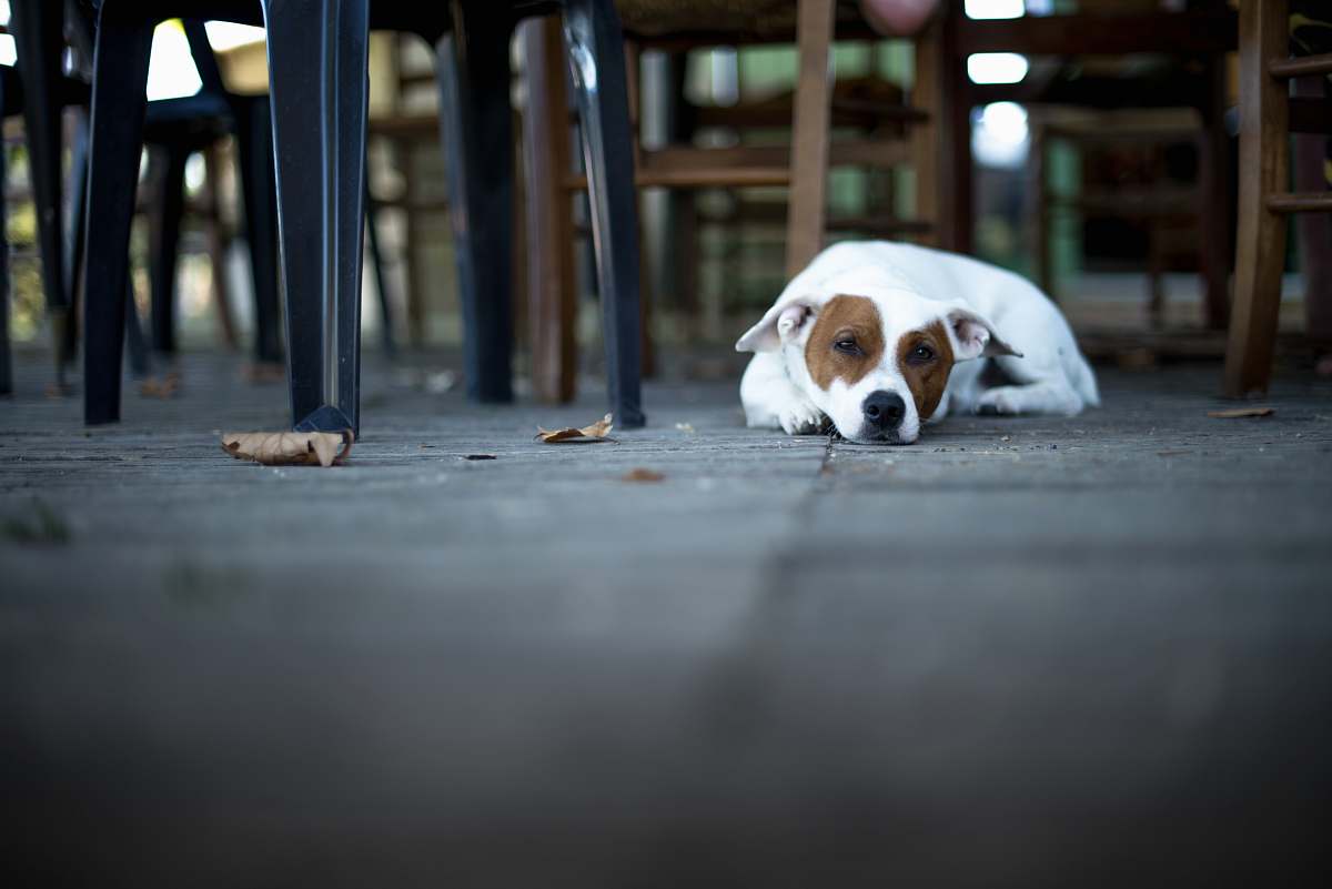 dog short-coated white dog on floor pet
