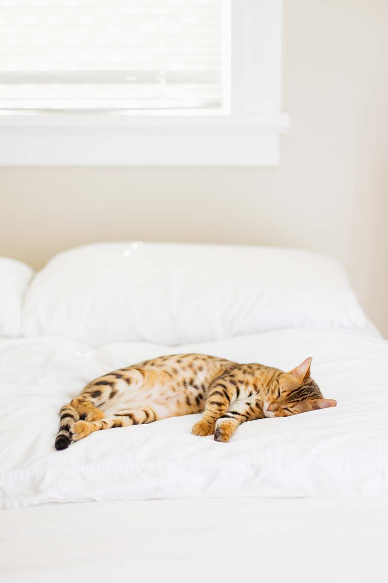 furniture cat lying on bed bed