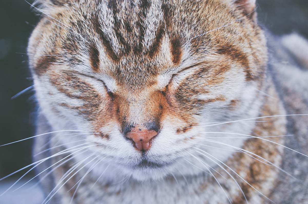 animal close-up photo of brown and white cat kitten