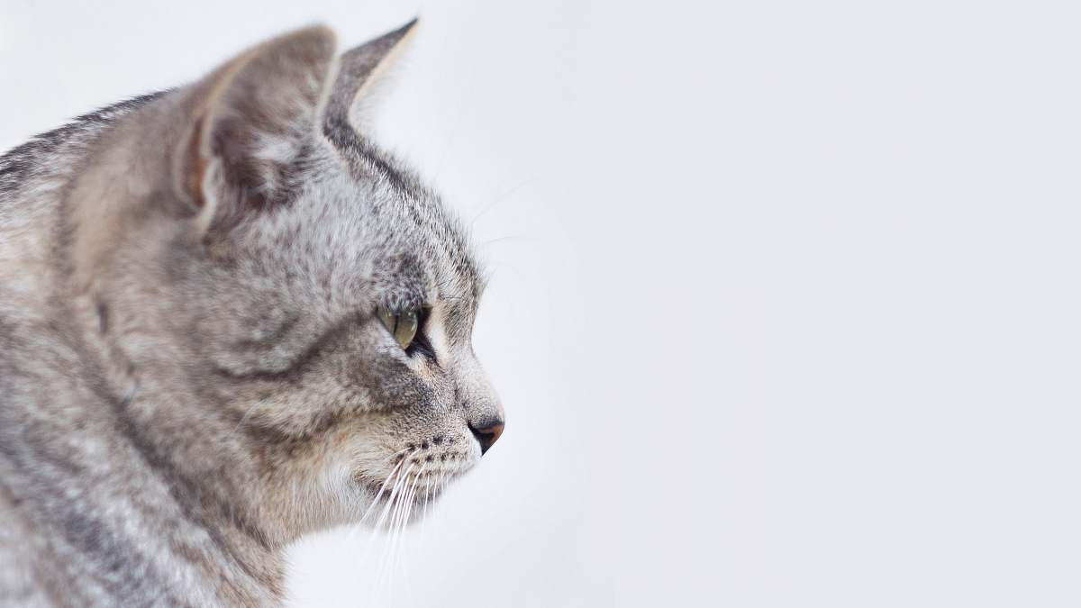 animal gray and white tabby cat with white background pet