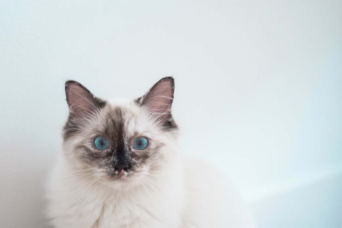 animal long-fur white and black cat mammal
