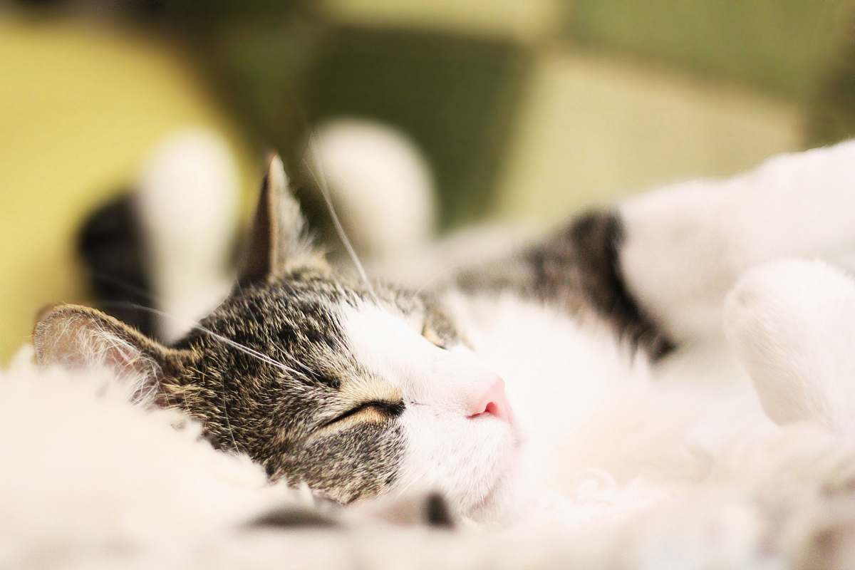 pet macro shot of white and black kitten sweden
