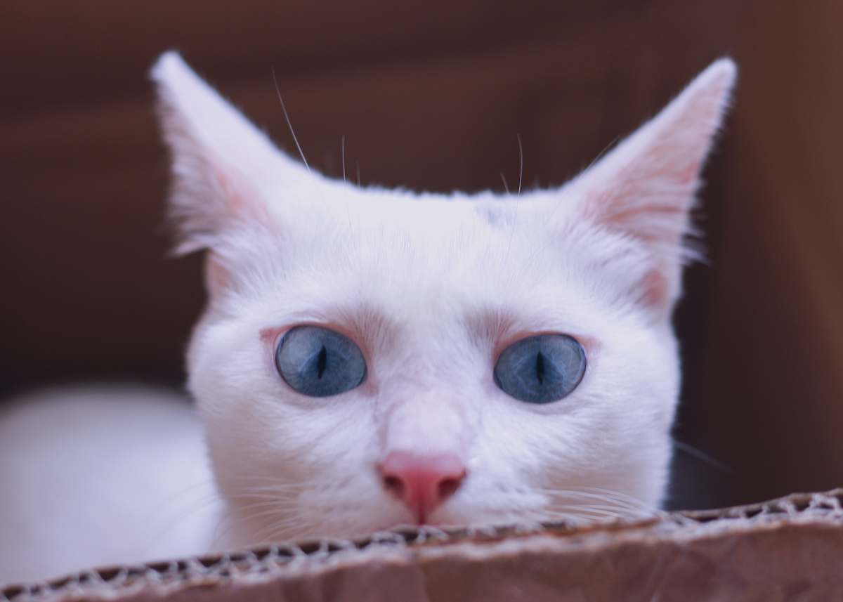 mammal white cat on box siamese