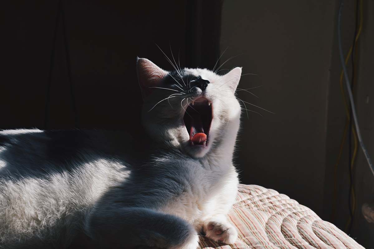pet white cat yawn