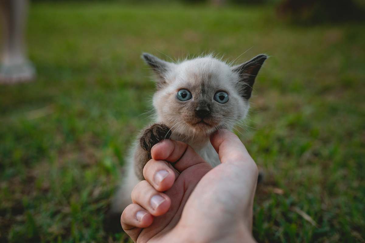 kitten white kitten on grass animal