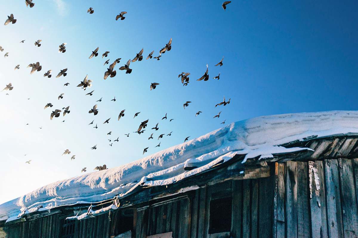 russia photography of flock of birds flock