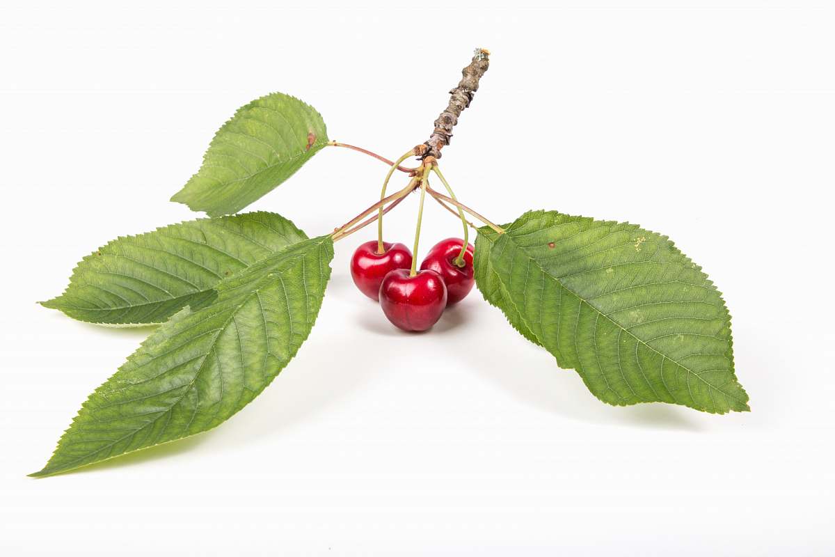fruit red cherry plant