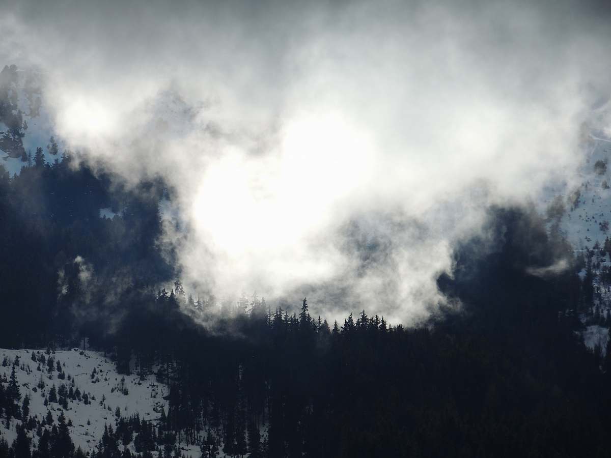 weather trees covered by fogs tree