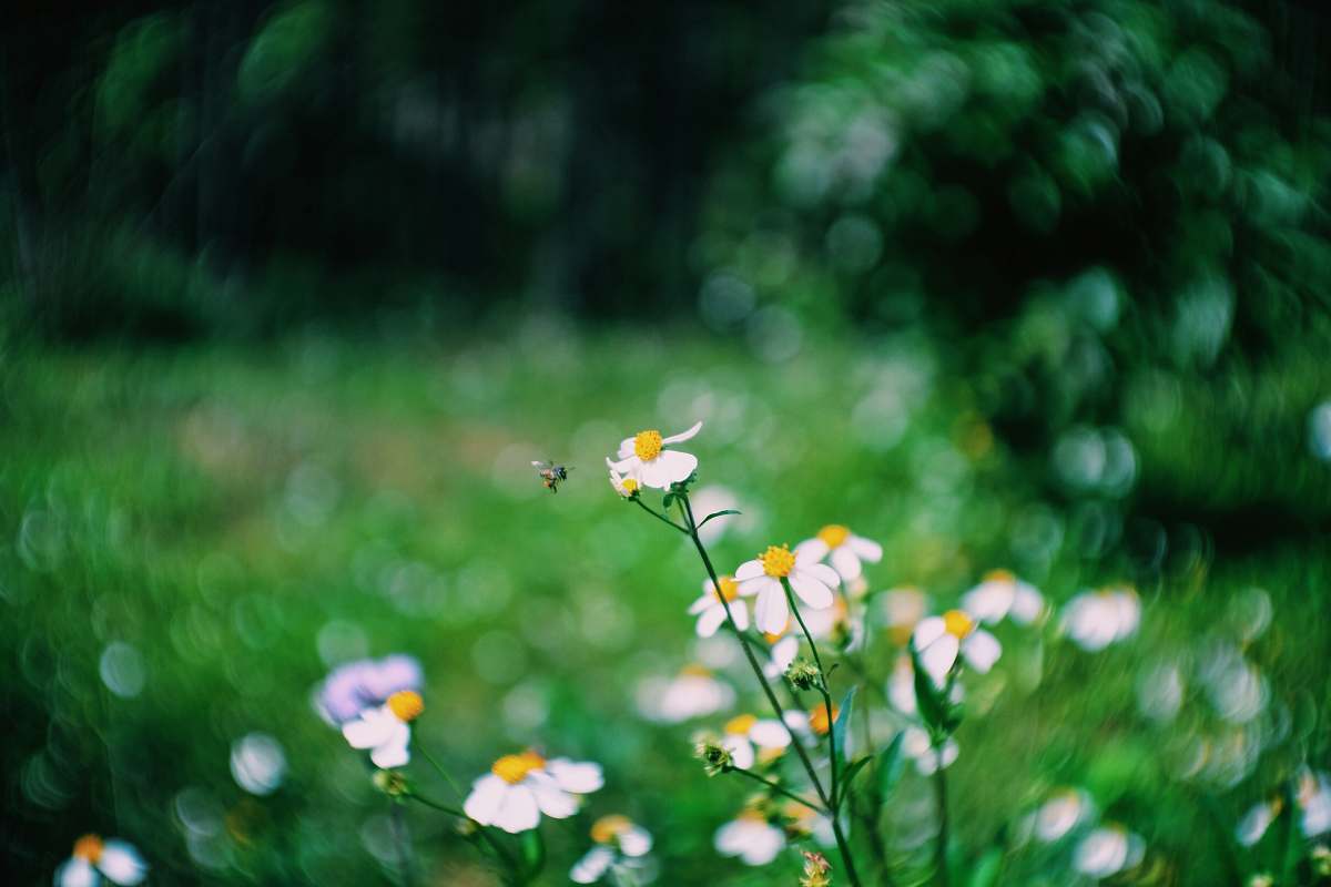 flower selective focus photography of white petaled flower dalat