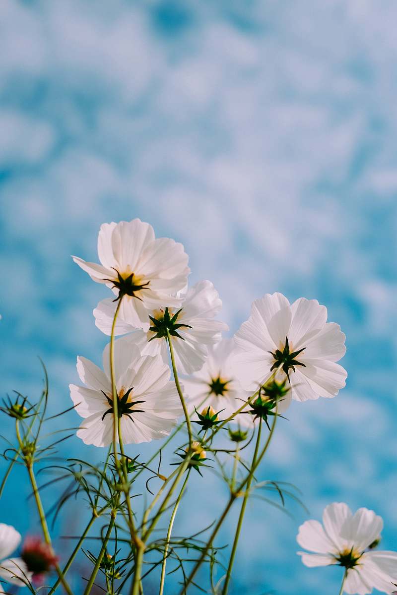flower white petaled flowers during day spring