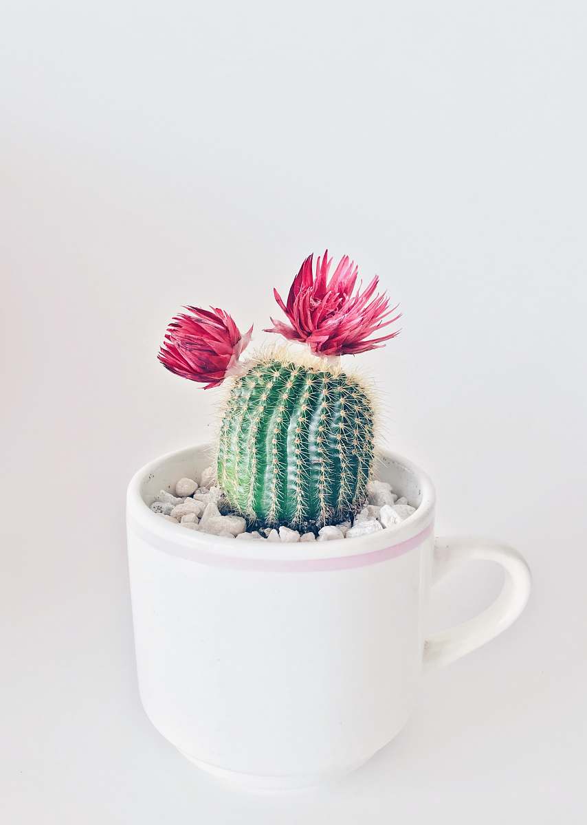 cactus green cactus with flowers saucer
