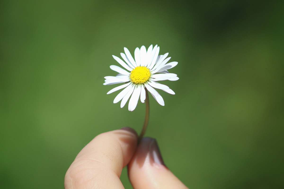 daisy shallow focus photography of white and yellow flower flower
