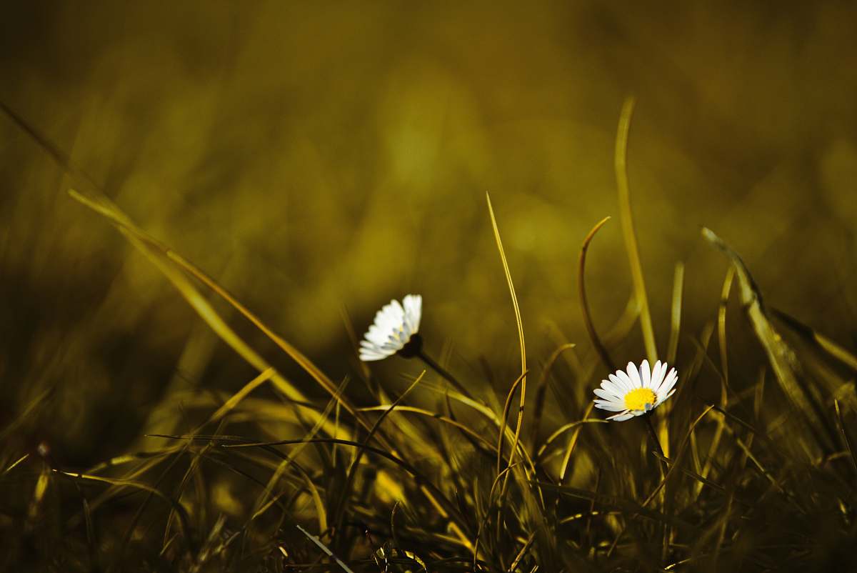 plant selective focus photography of white petaled flowers grass