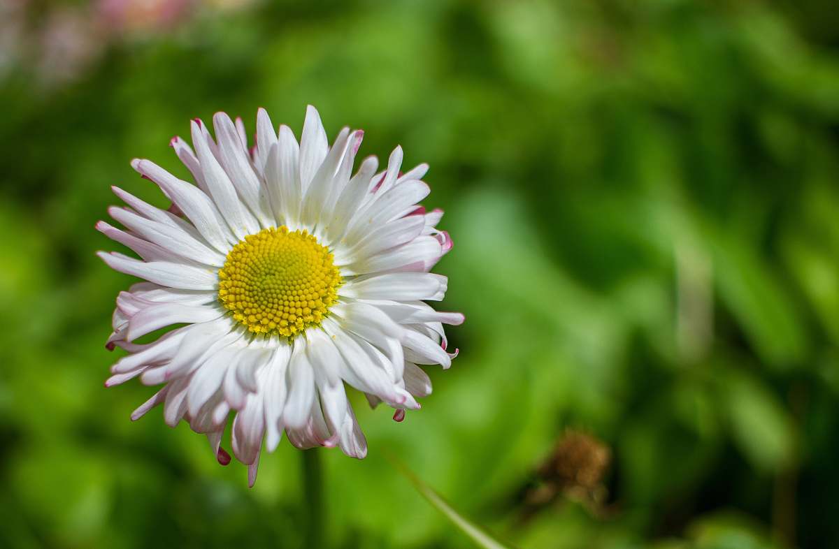 flower white daisy blossom