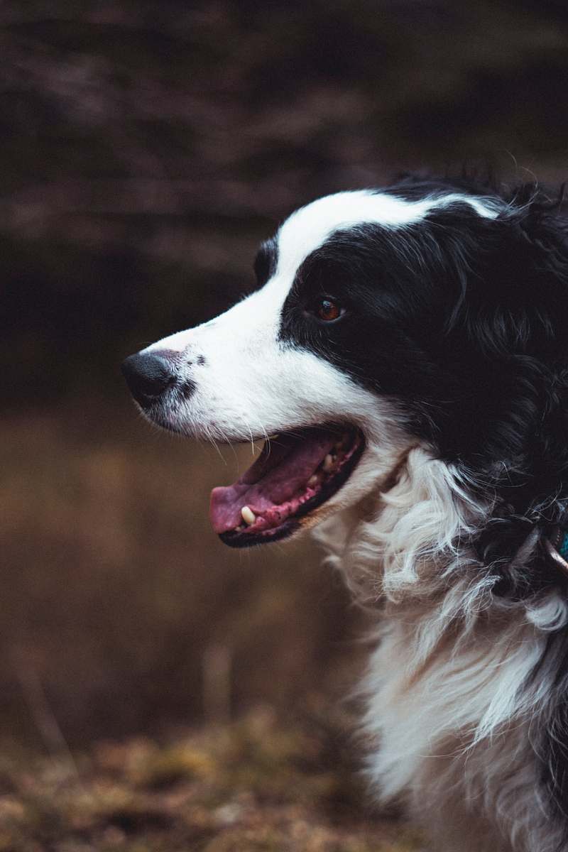 animal  canine