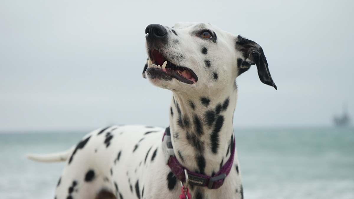 canine adult Dalmatian looking at right side dalmatian