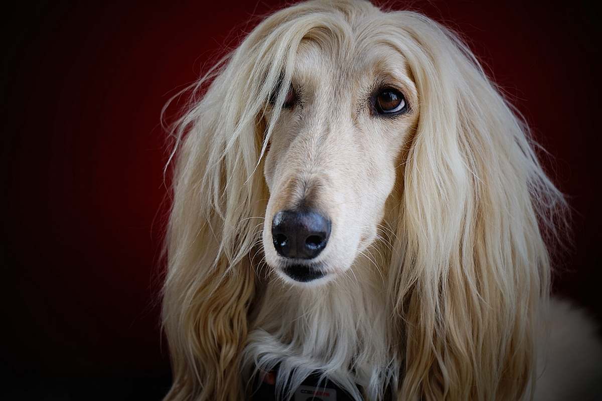 pet adult long-coated yellow dog canine