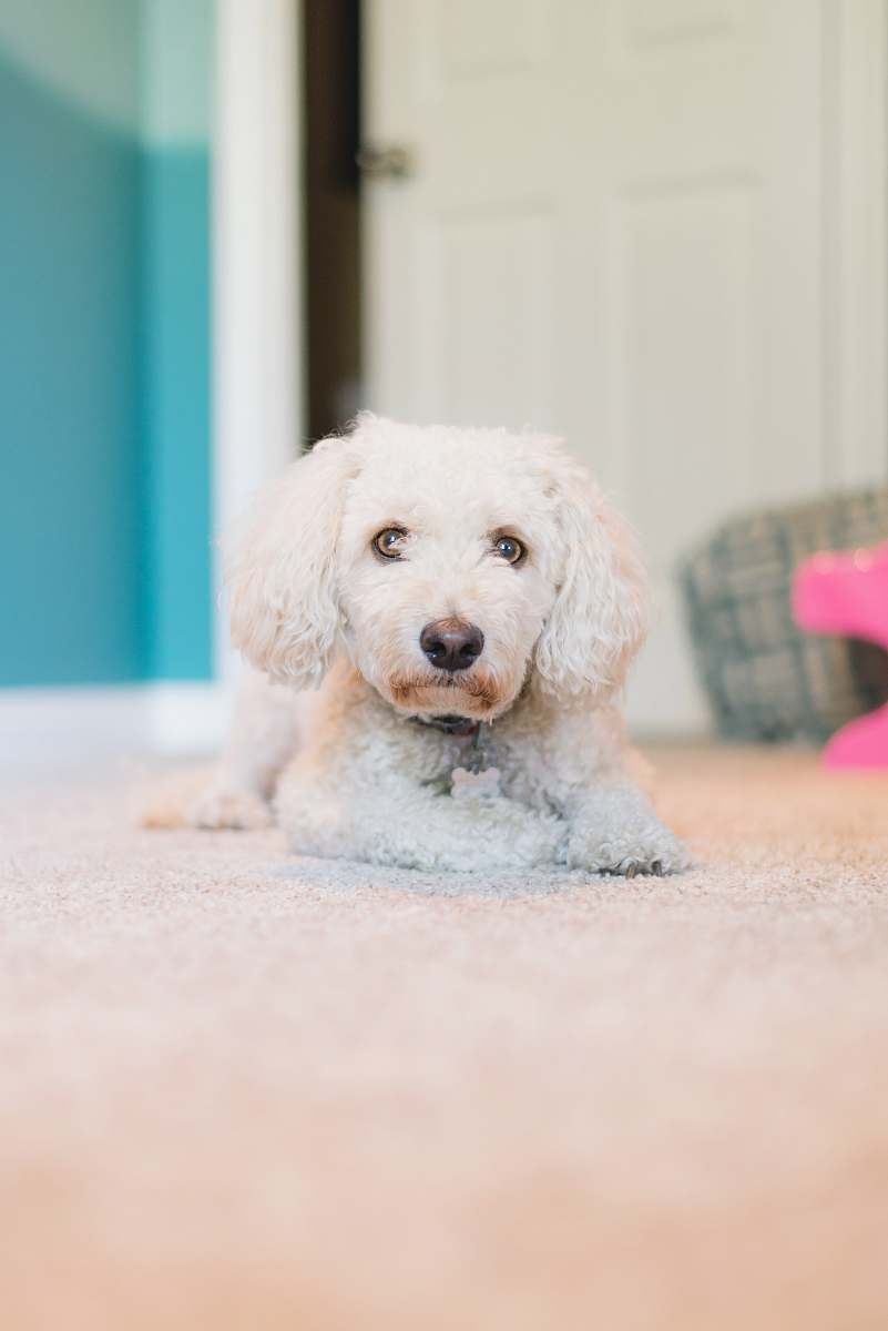 pet adult white toy poodle laying down on carpet mammal