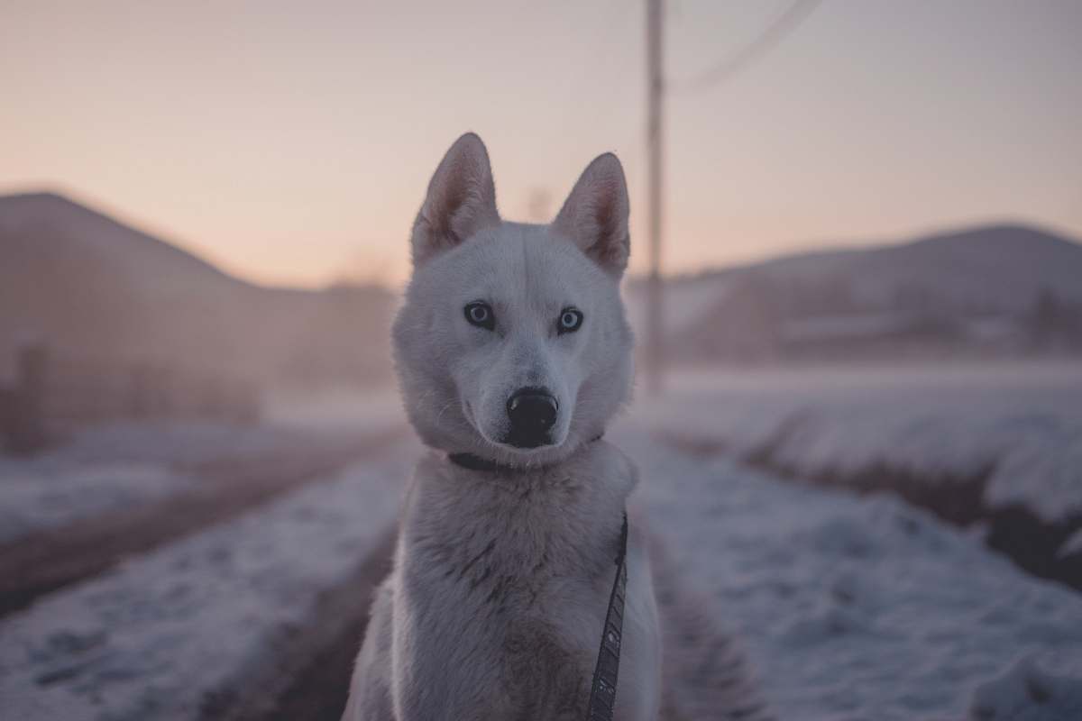 husky closeup photo of dog pet
