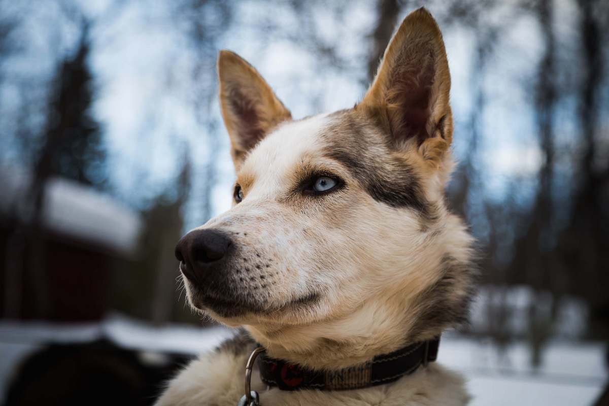 pet dog looking at its left canine