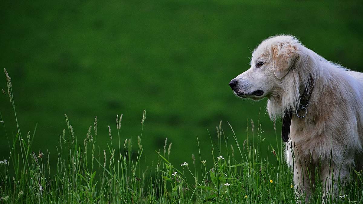 animal dog on green grass at daytime canine
