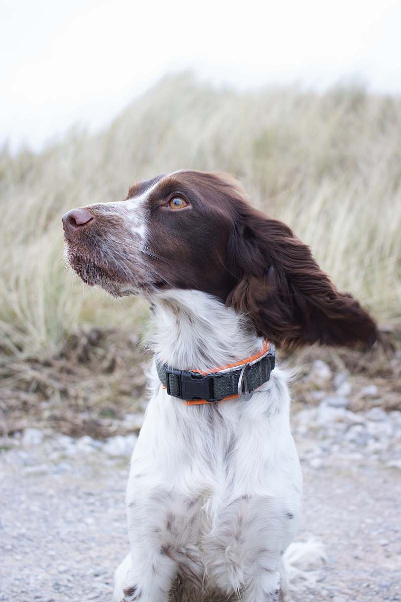pet medium short-coated red and white dog on focus photo canine
