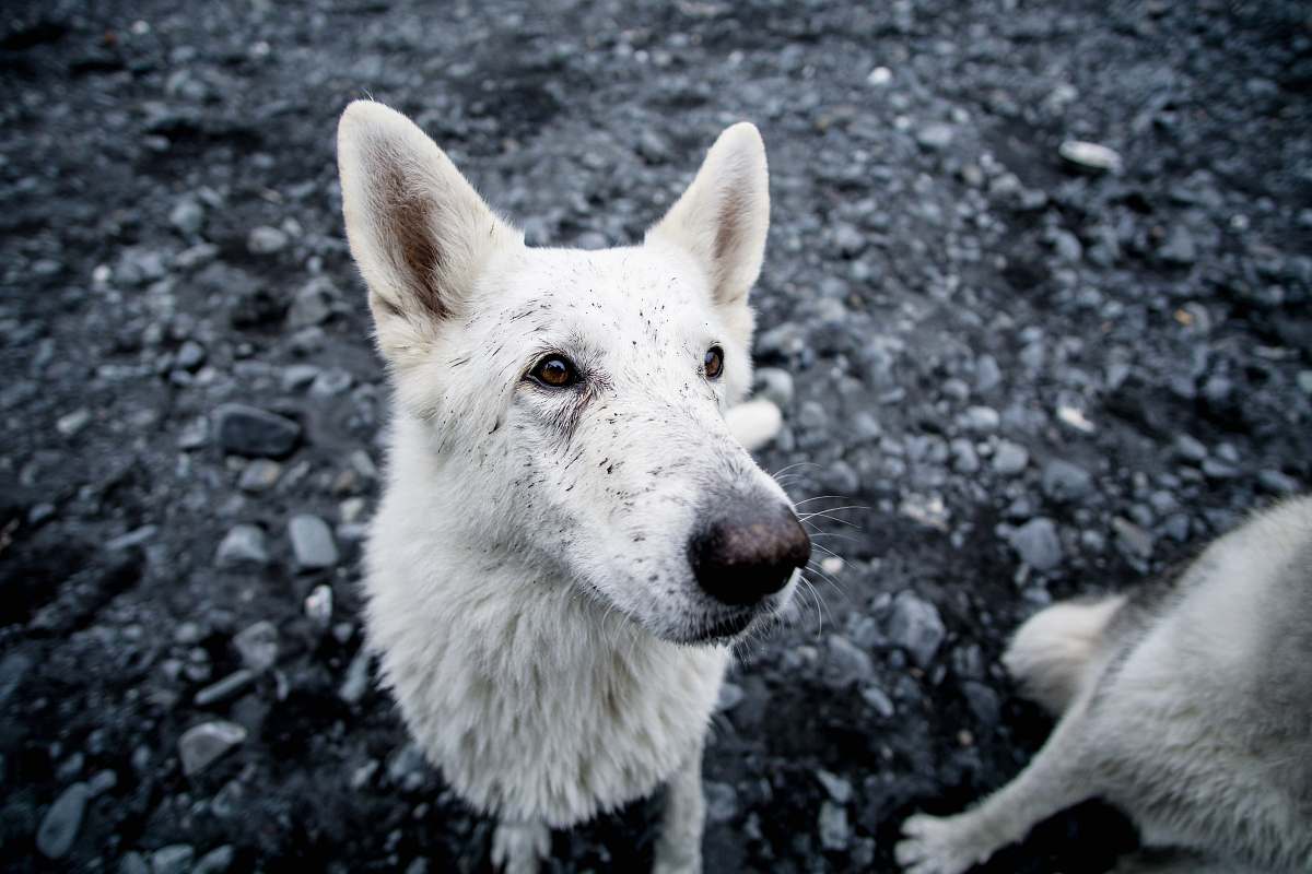 animal short-coated white dog white dog