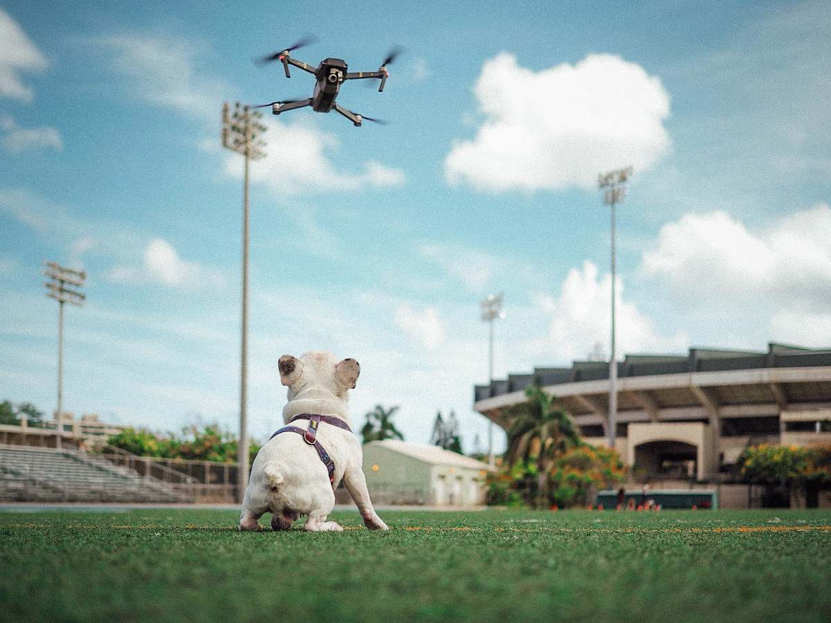 honolulu short-coated white dog staring at flying drone blue