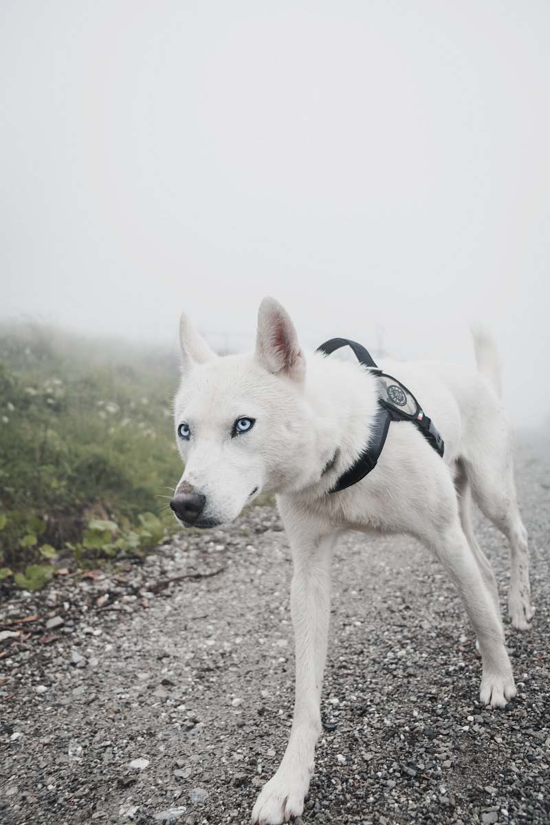 grey short-coated white dog walking on pathway during daytime husky