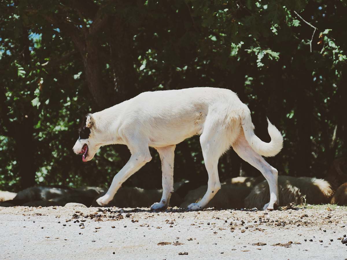 canine walking black and white dog on road pet