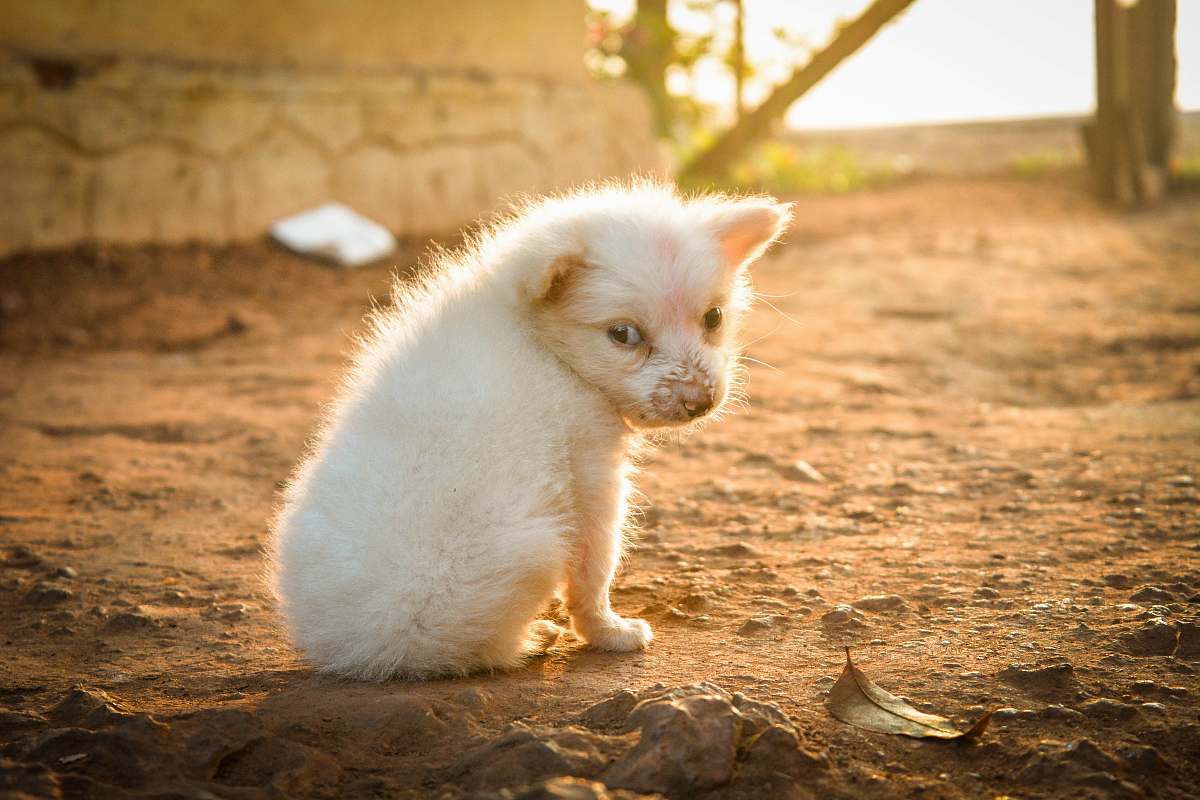 animal white animal pet
