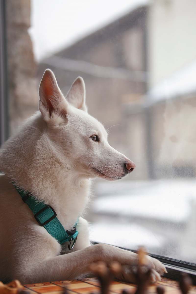 strap white dog looking outside window mammal