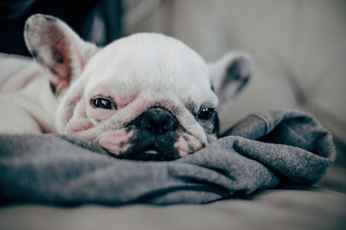 Pet White French Bulldog Puppy Laying On Gray Textile Canine Image Free ...