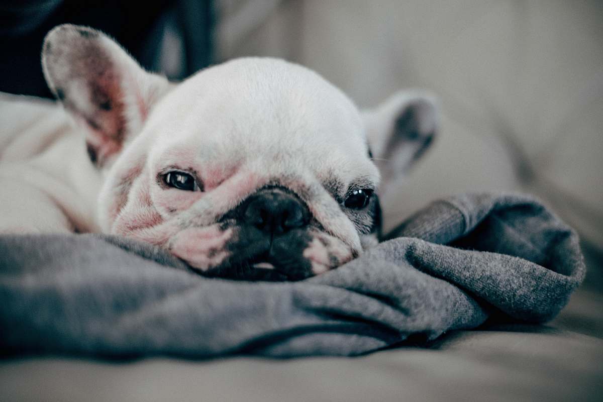 pet white French bulldog puppy laying on gray textile canine