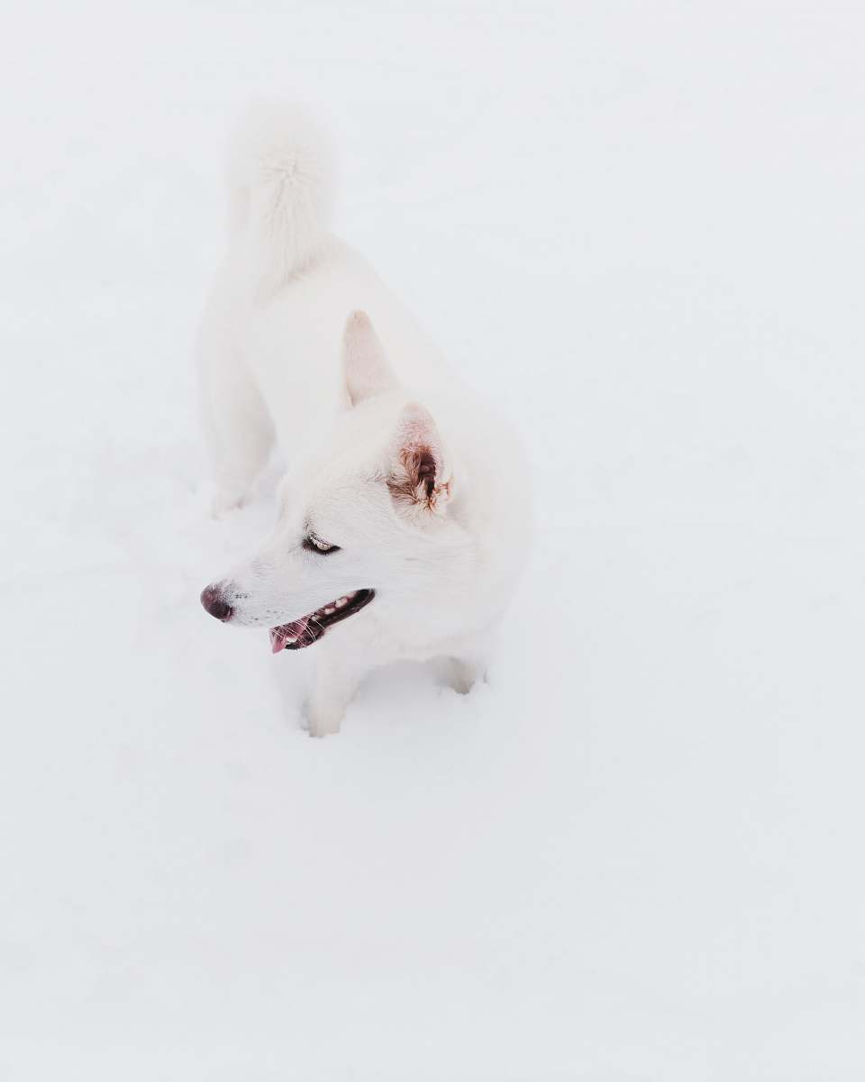 husky white kishu ken animal