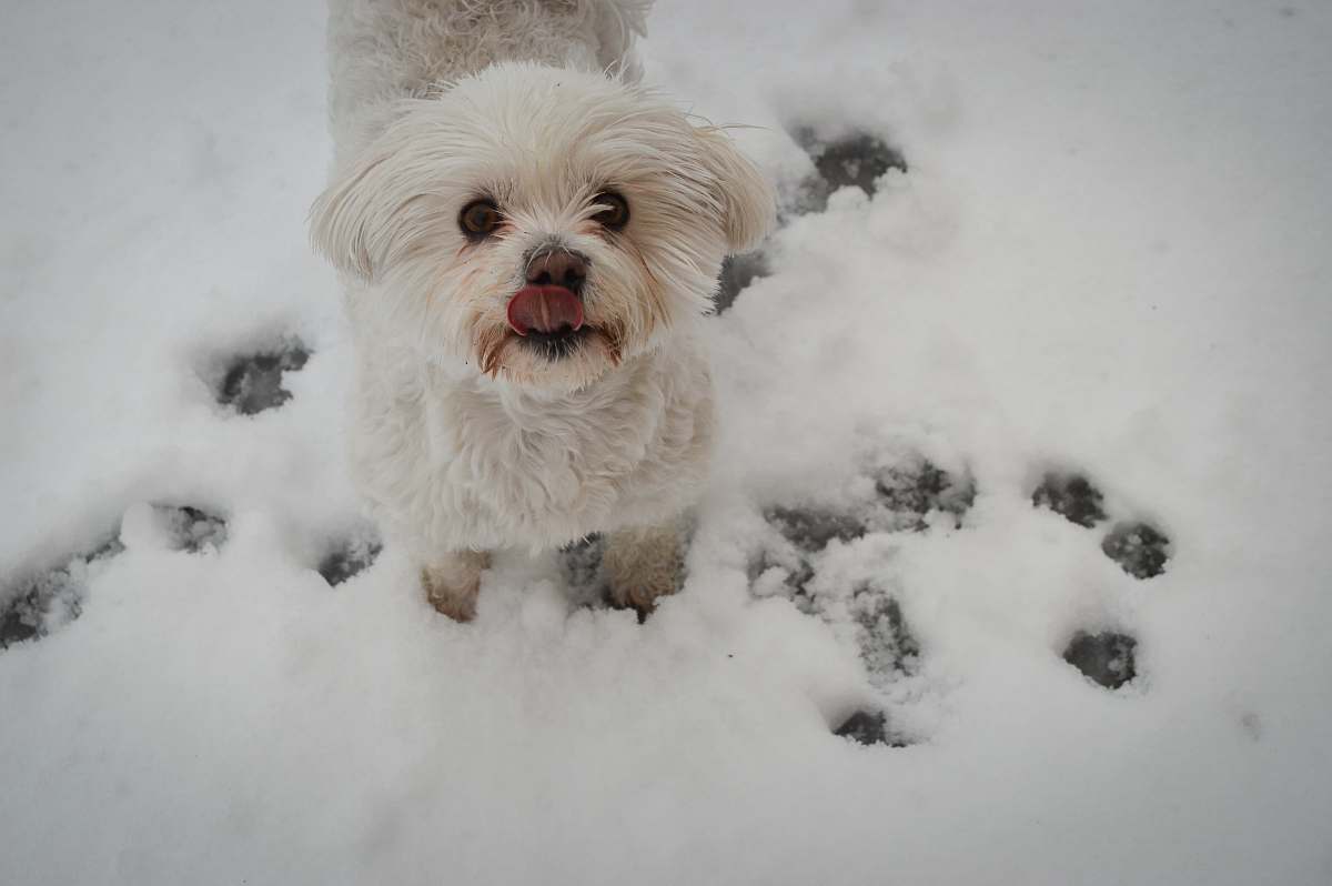 animal white long coat dog on the snow snow