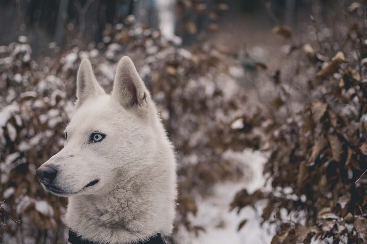 husky white wolf surrounded with plants animal