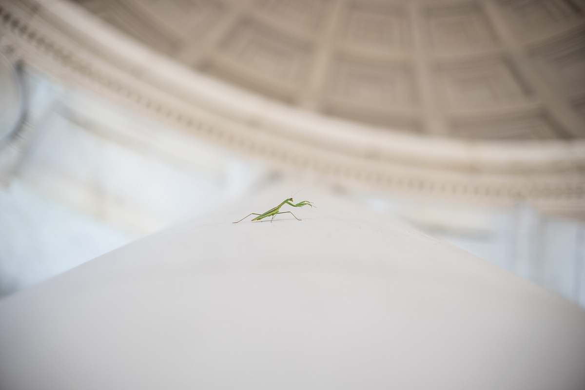 washington shallow focus photography of green mantis thomas jefferson memorial