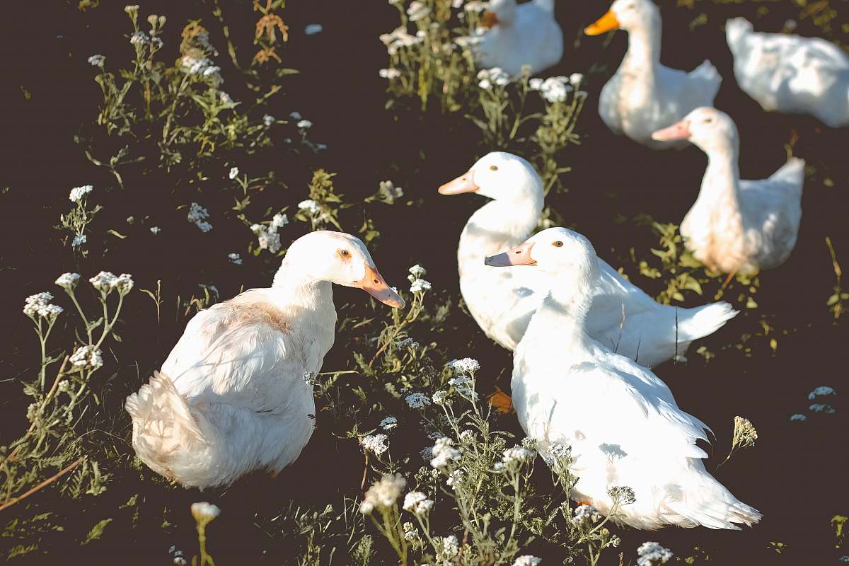 bird group of duck on grass animal