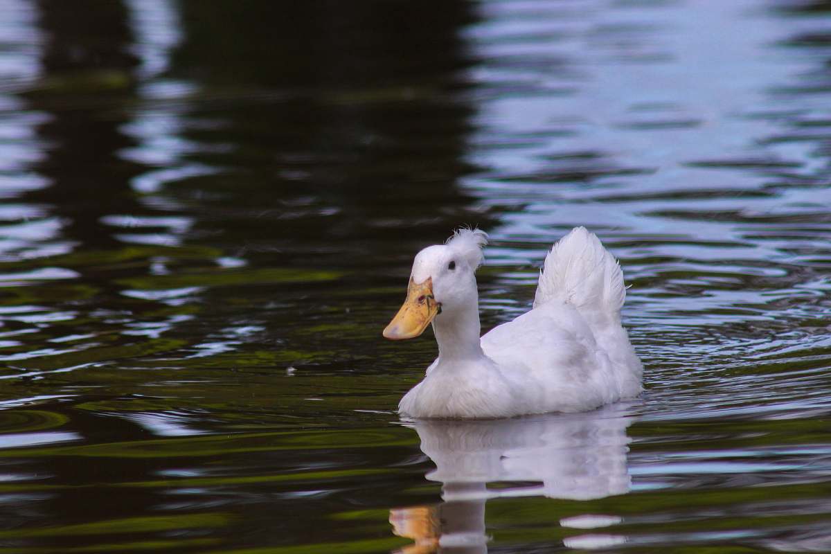 animal white duck in body of water bird