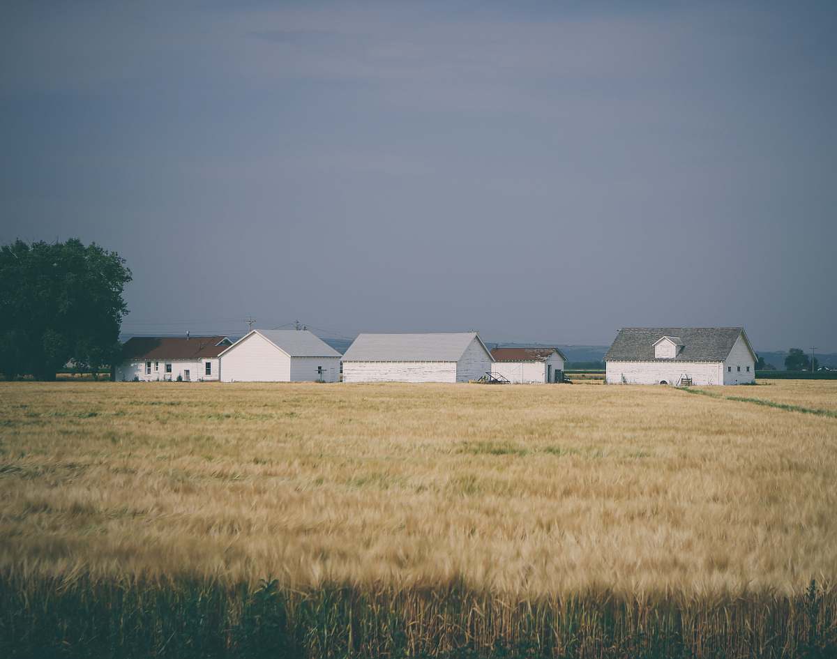 house barn houses surrounded with wheat field under grey sky rural