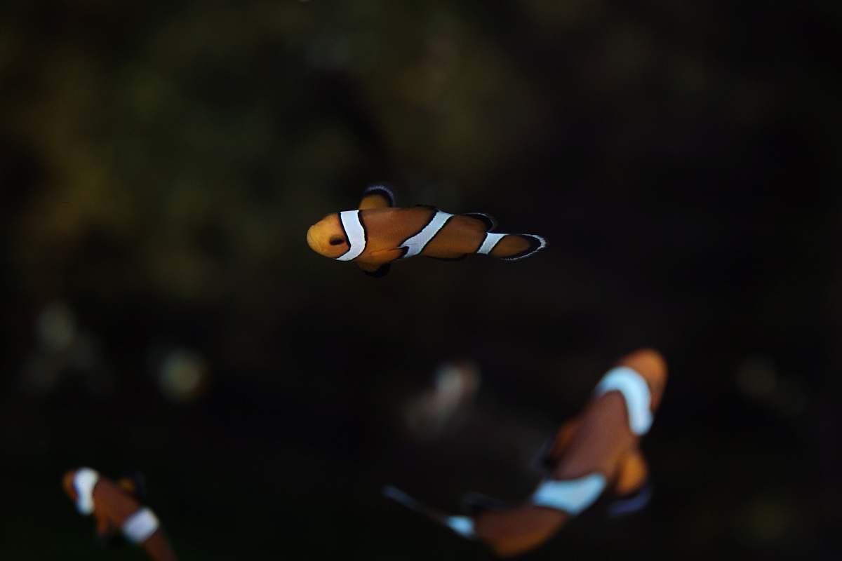 underwater bokeh photography of fish nemo