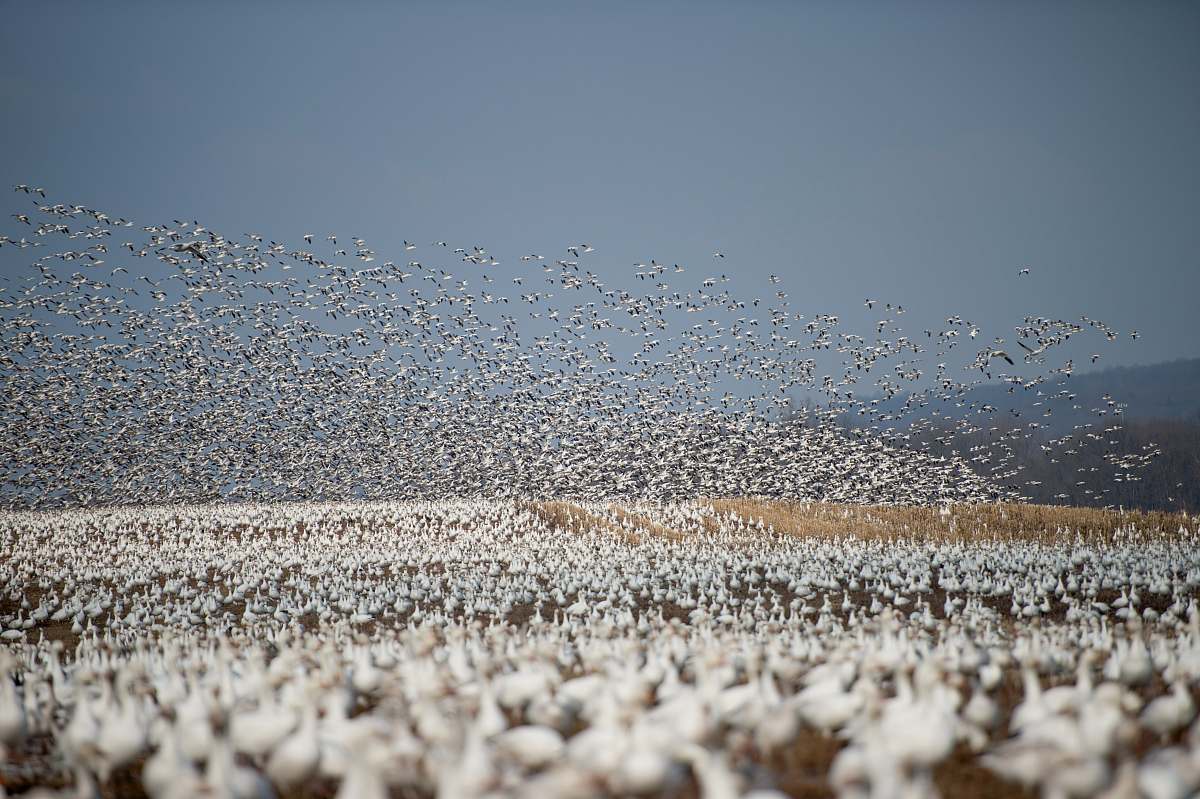 grey flock of white bird flying during daytime blue