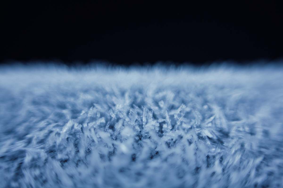 blue  grass
