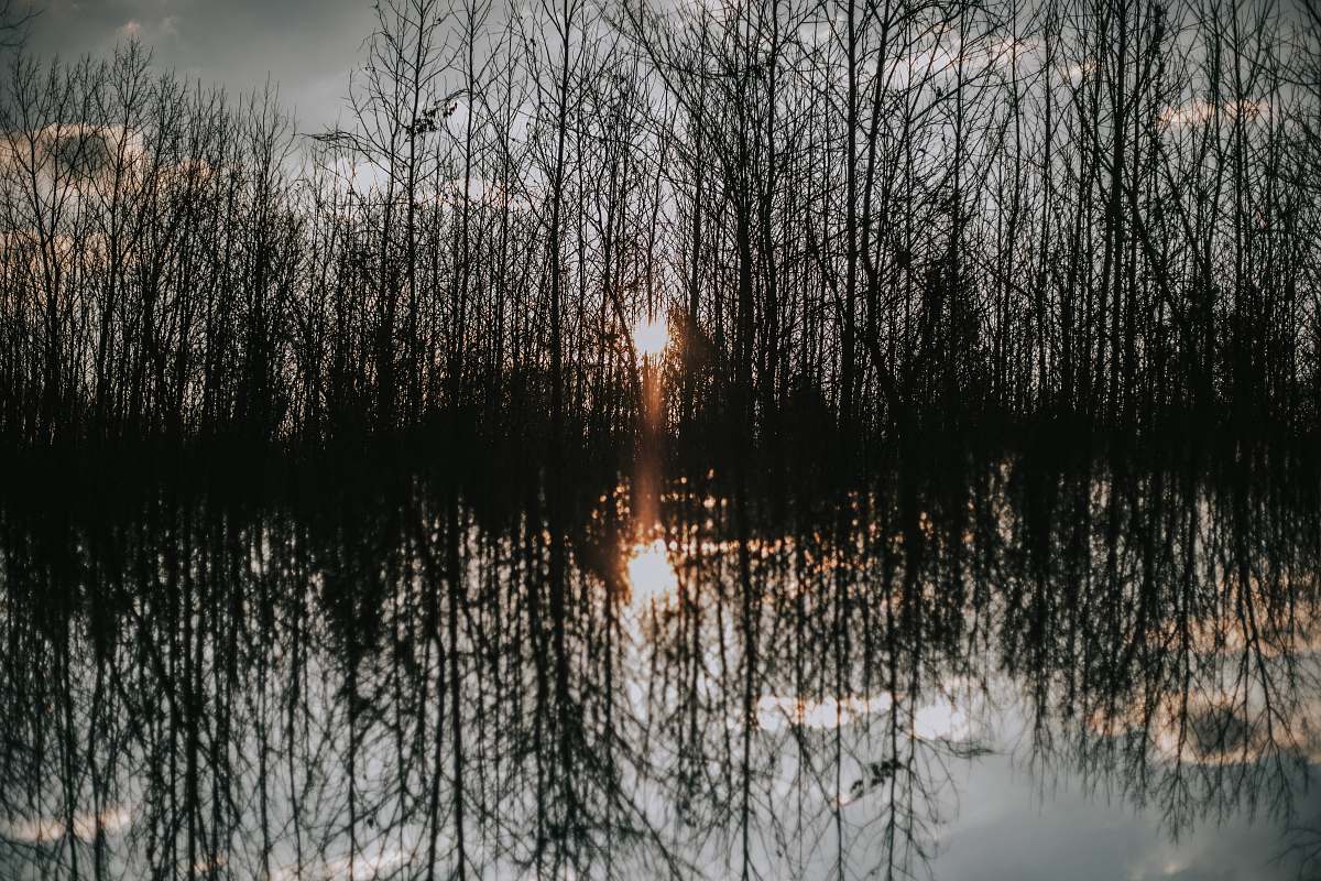 grass body of water reflecting forest trees plant