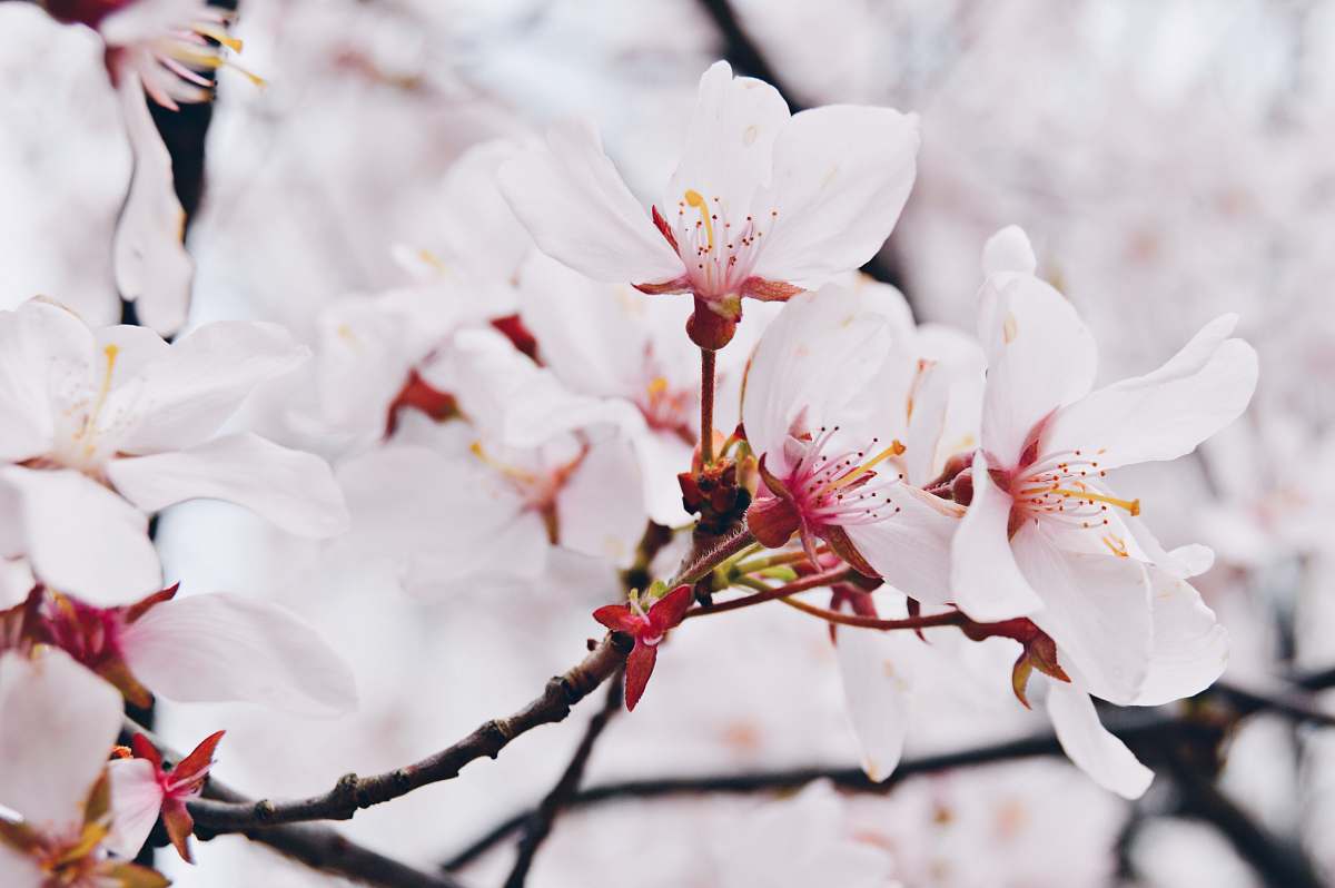 flower cherry blossom flowers in macro shot petal