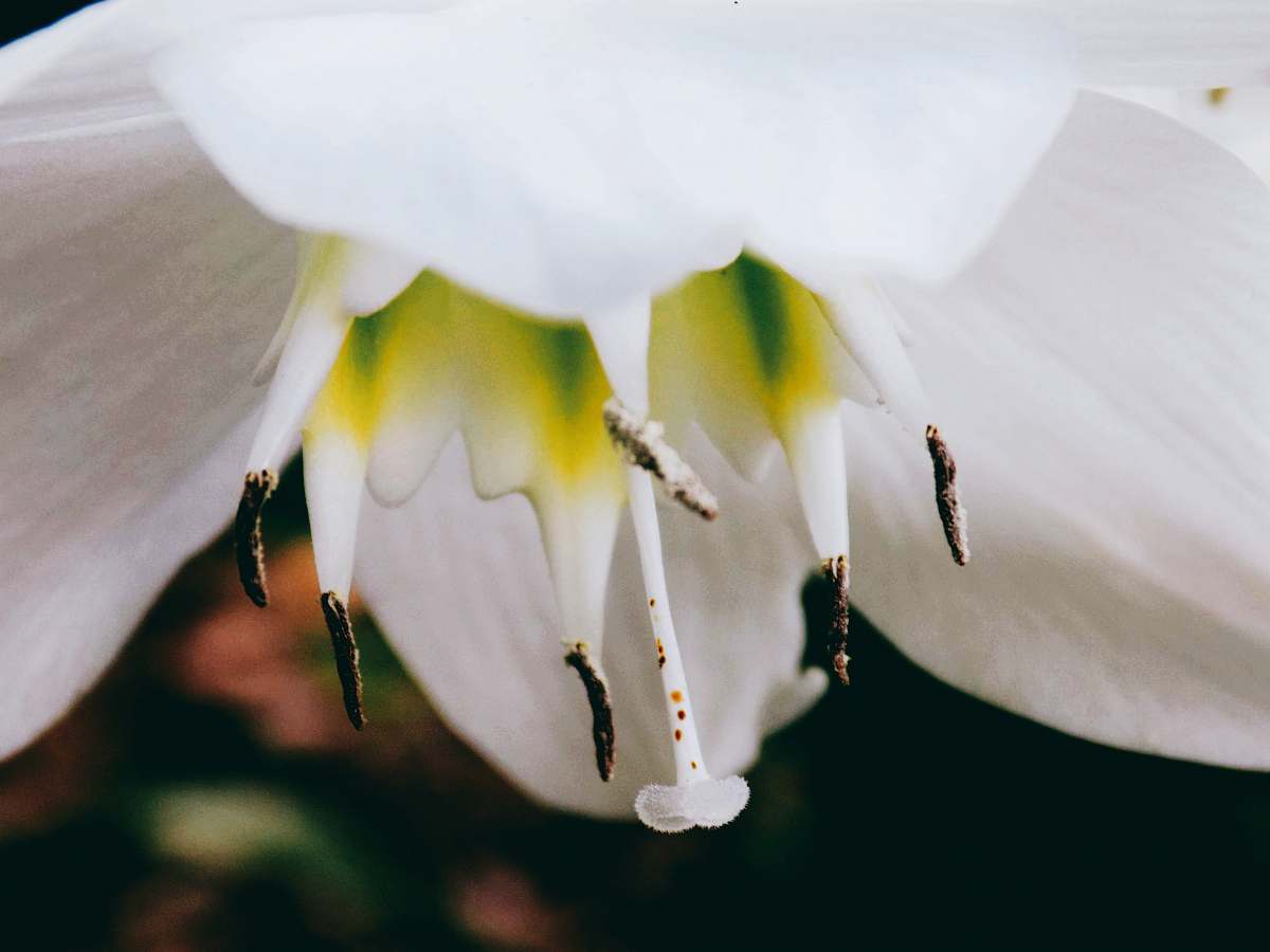 plant close-up photography of white lily flower pollen