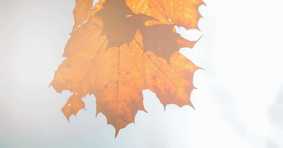 leaf dried maple leaf on white surface maple leaf