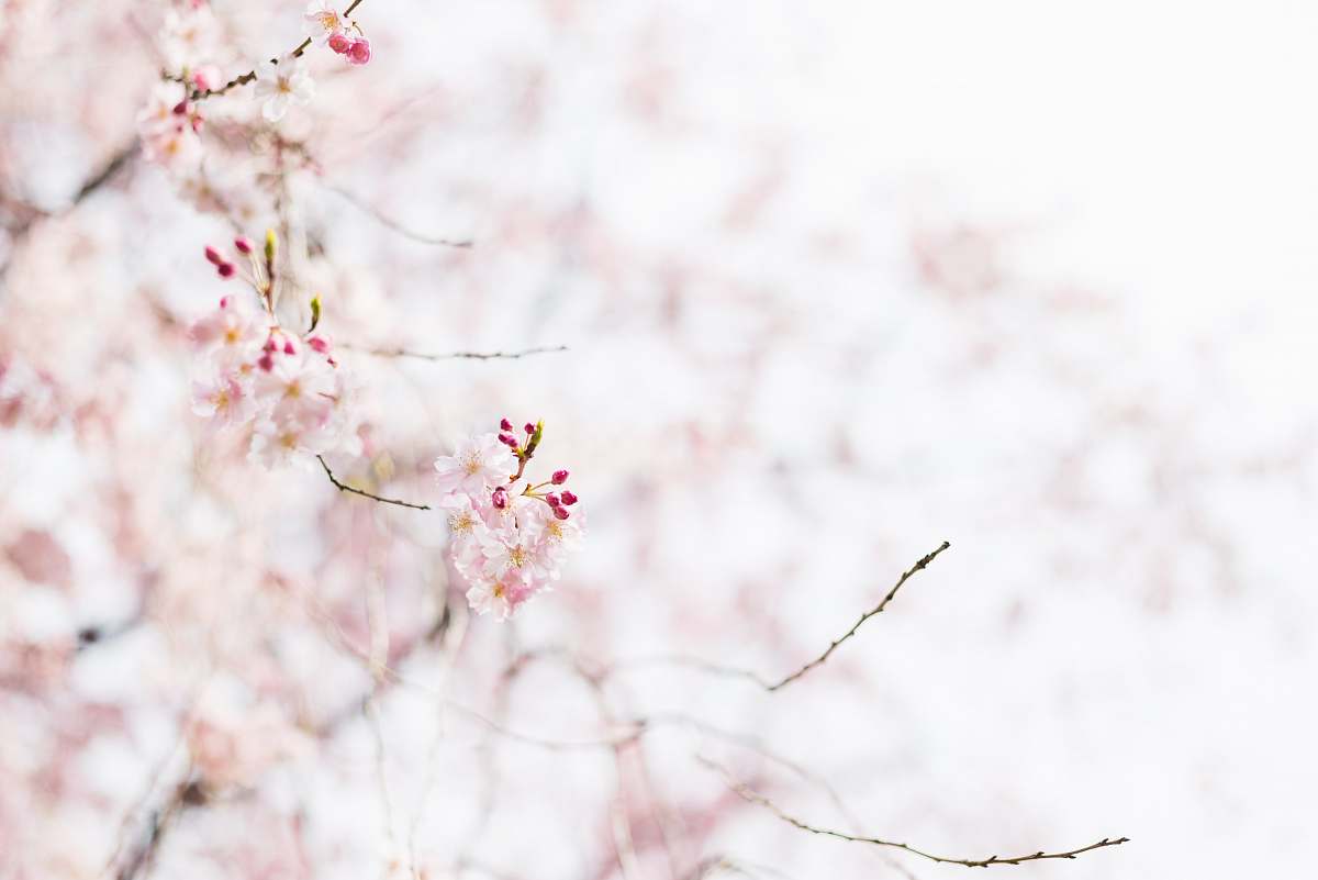 blossom focus photography of pink petaled flower flower